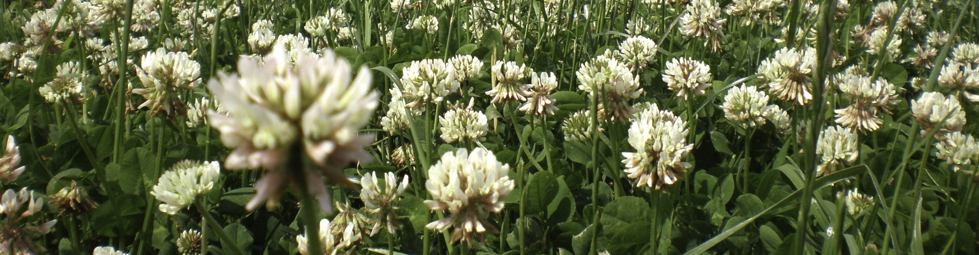White Clover