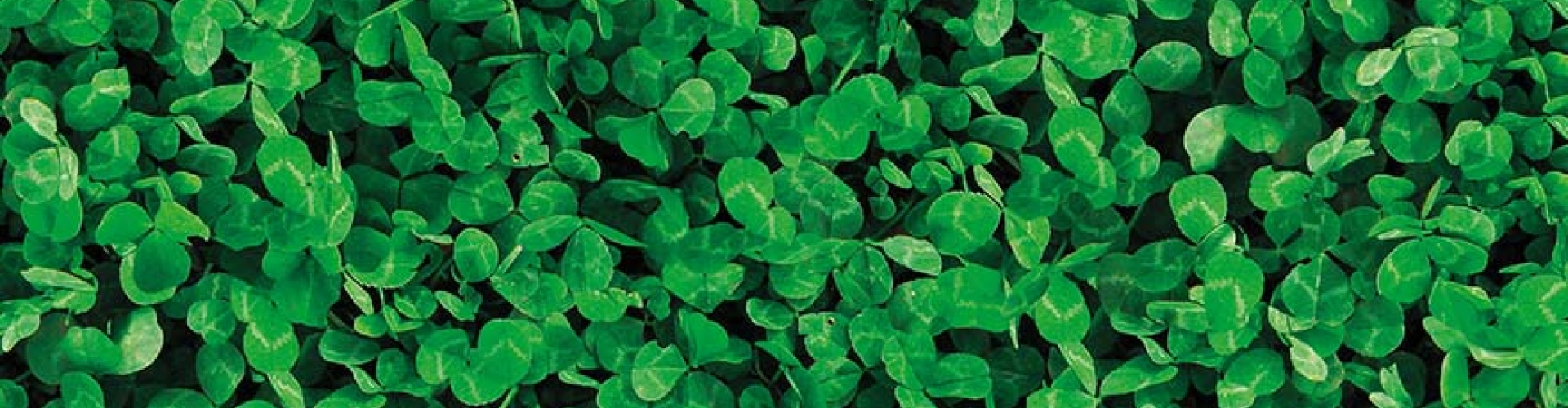 Header Lawn Clover
