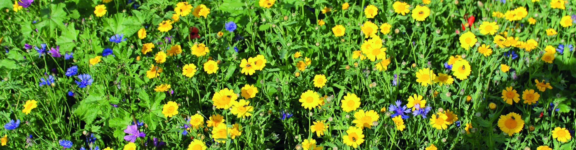 Bloemen