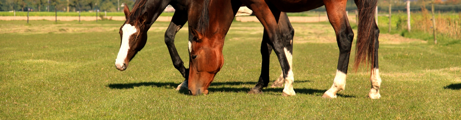 Eating horses