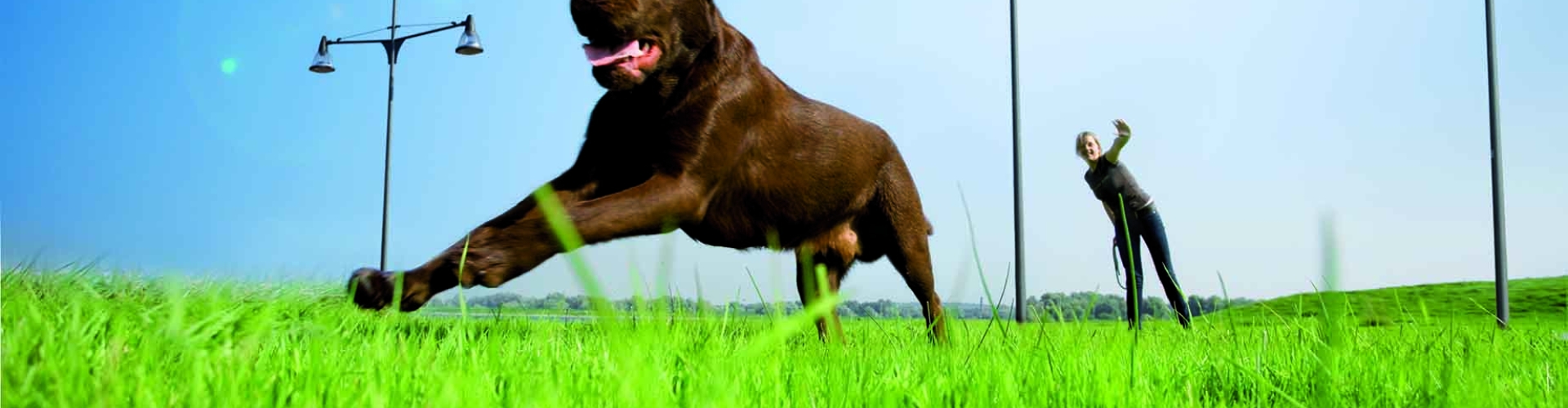 Dog Barenbrug