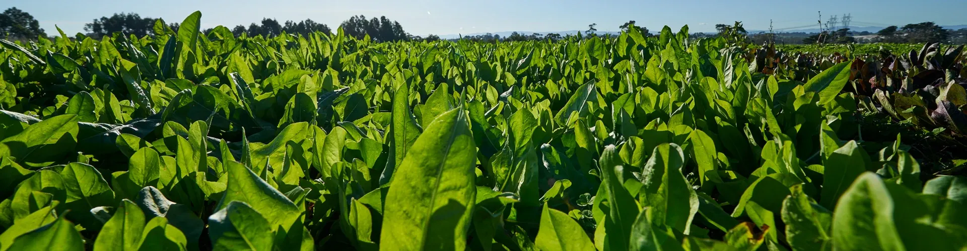 barcoli forage rape