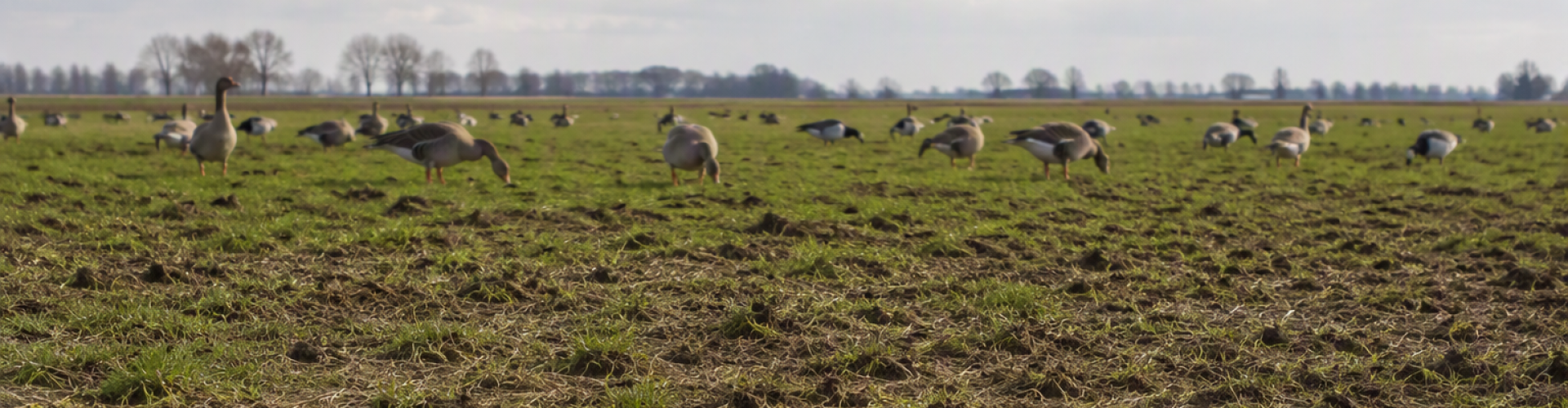A strong response to goose grazing and drought