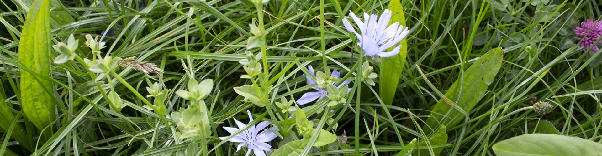 header botanische samenstelling
