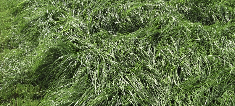 festulolium