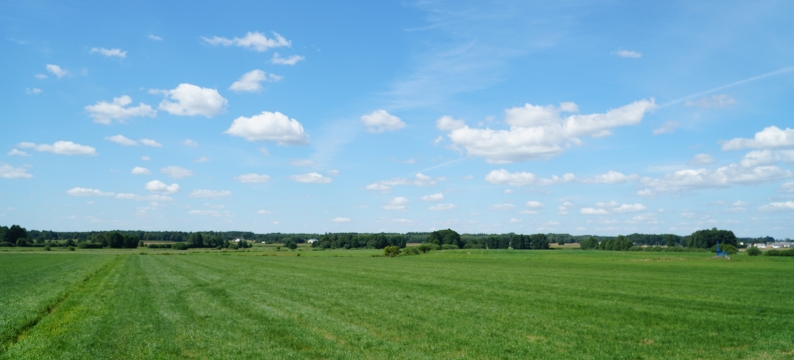 Meadow fescue
