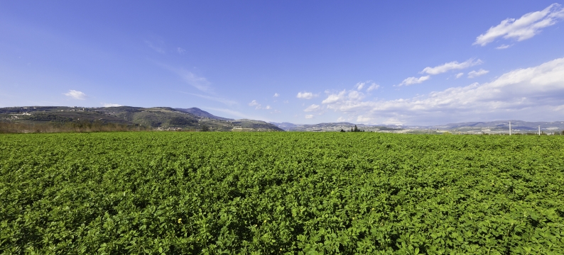 Lucerne varieties