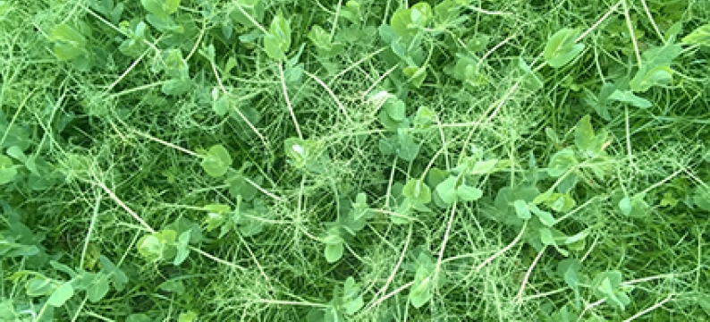 Forage pea