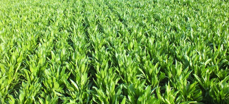 Plantain