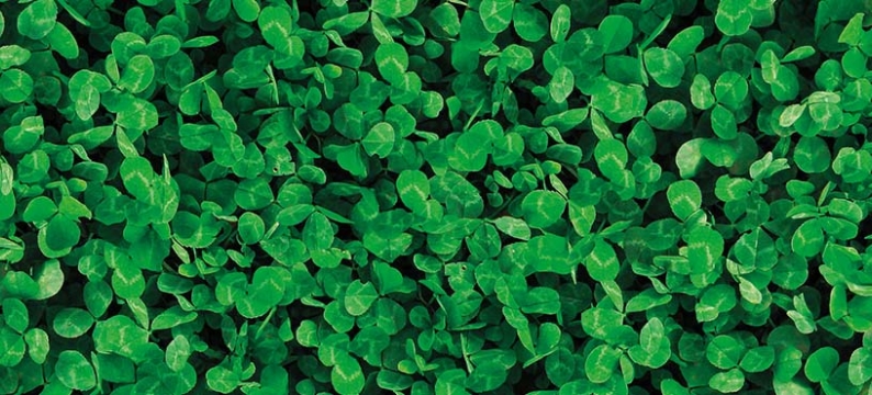 Lawn_Clover