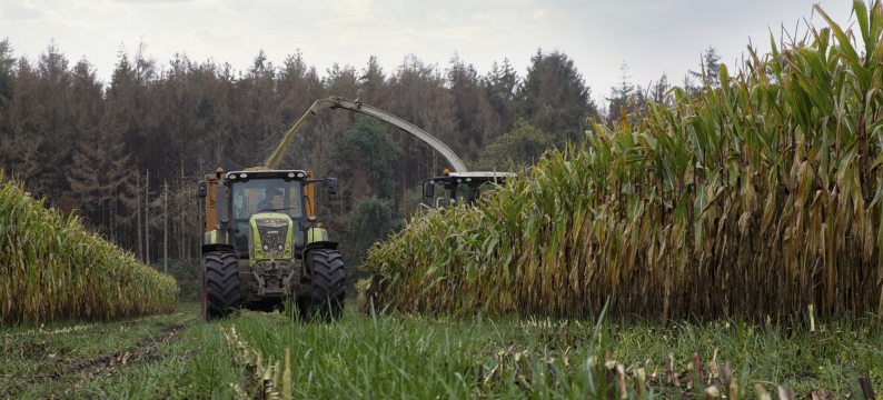 Proterra Maize