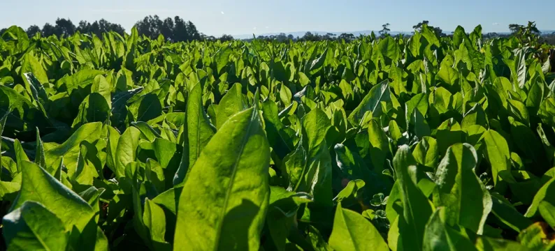 barcoli forage rape