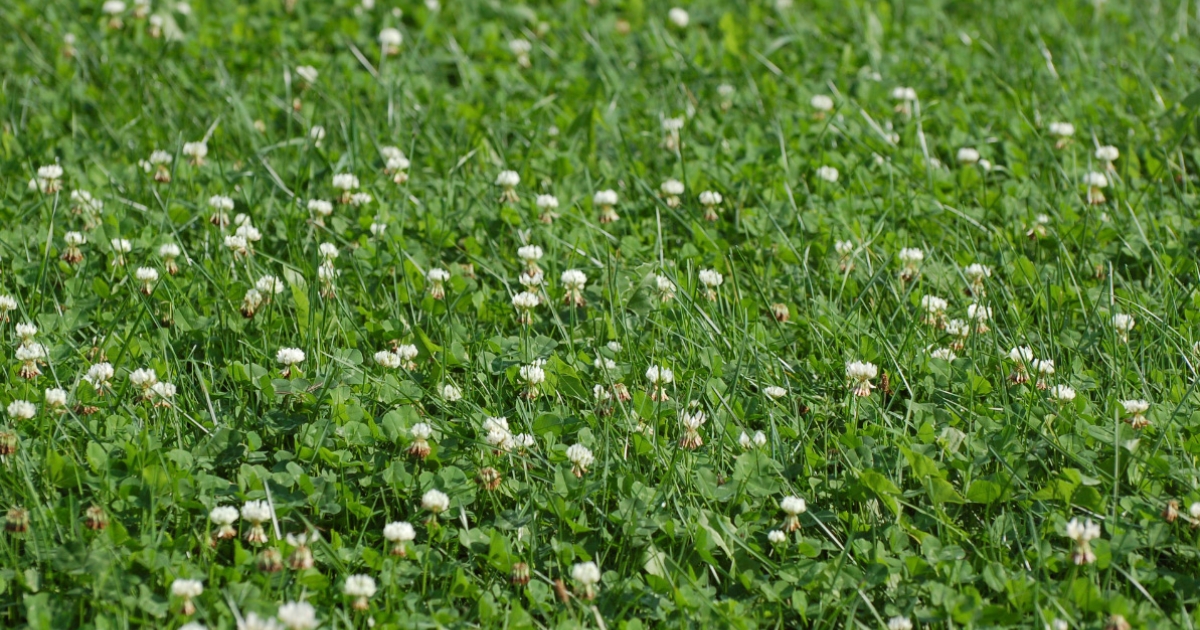 Zulu II Arrowleaf clover - The robust winter clover | Barenbrug