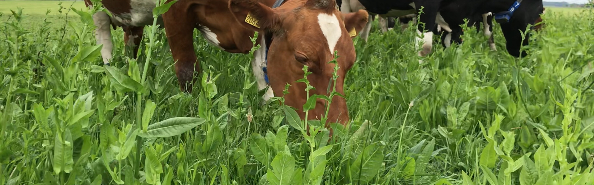 Cows eating NutriHerb