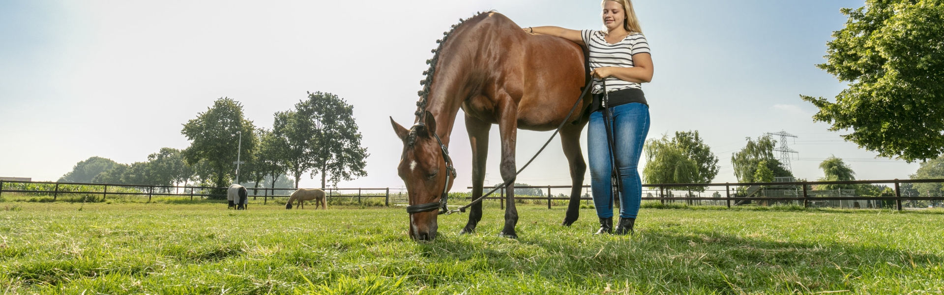 foto_horse_master_aniek