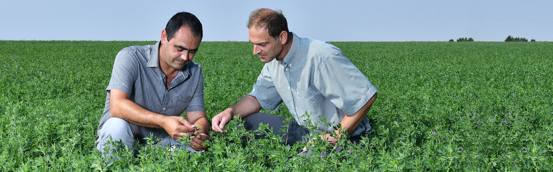 From seed to sales header