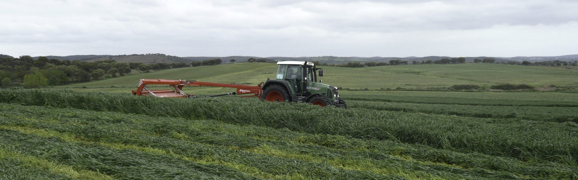 Mowing Westerwold Ryegrass