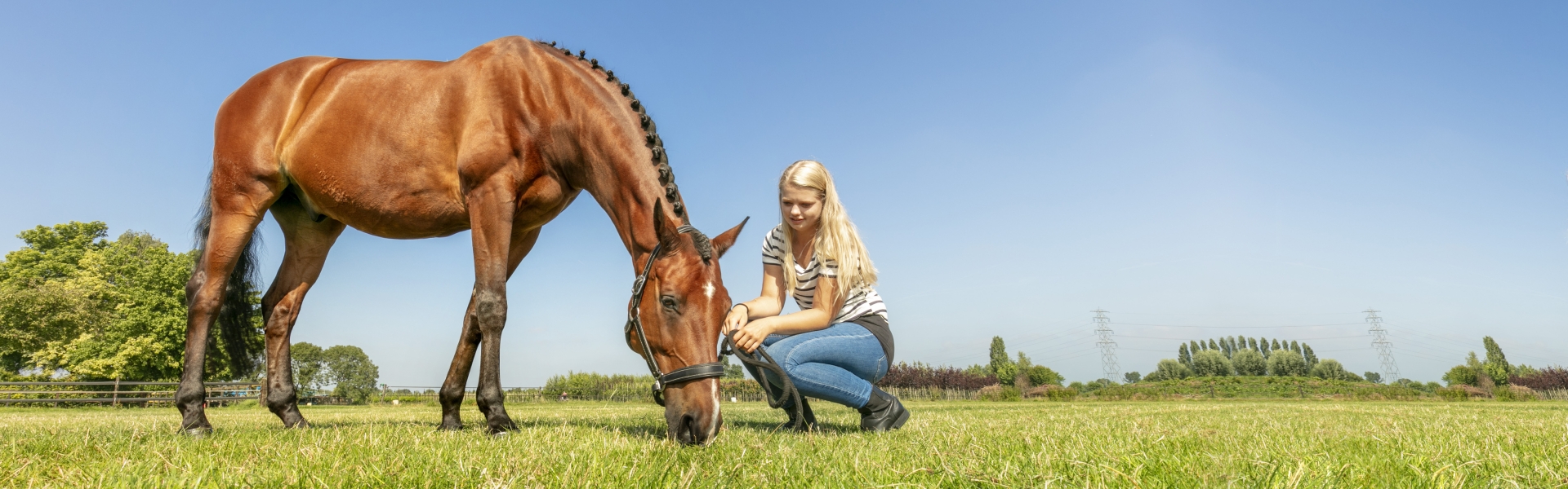 Horse and girl