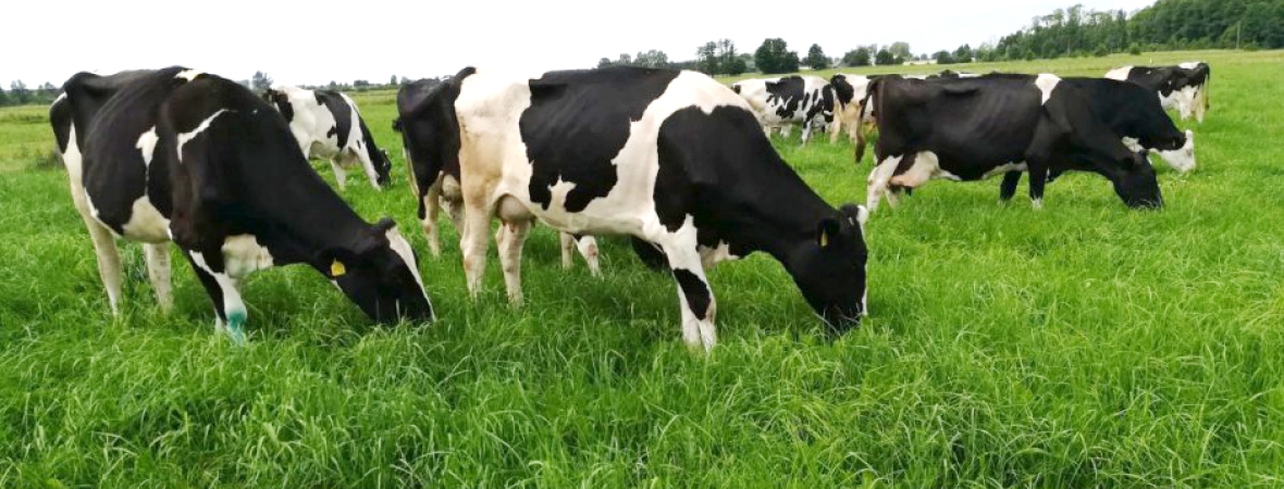 Cows