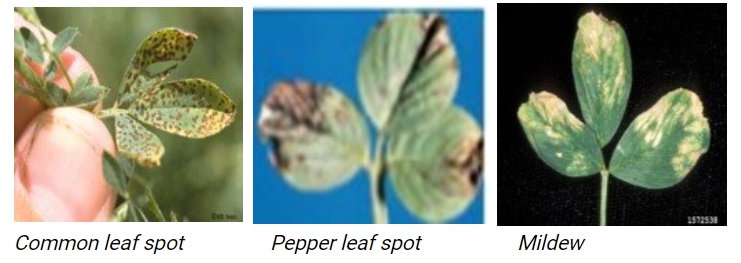 Leaf spot lucerne