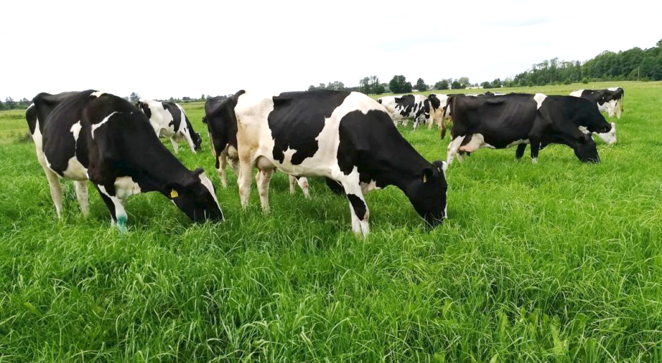 Cows