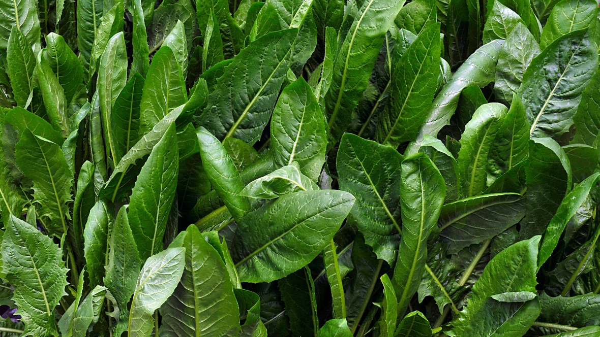 Oats_Barrasicas_Header.jpg