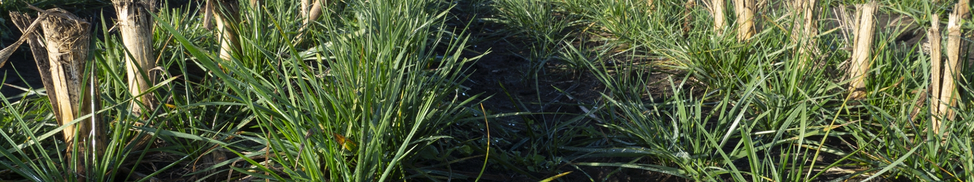 Proterra Maize