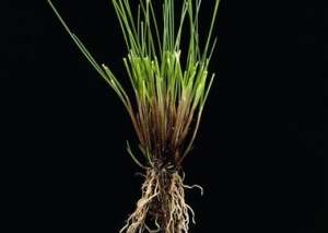 Creeping red fescue