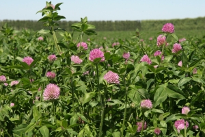 persian clover