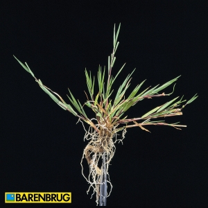 Agrostis Capiliaris 