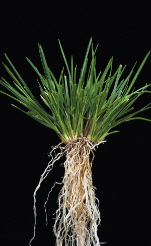 Deschampsia Caes