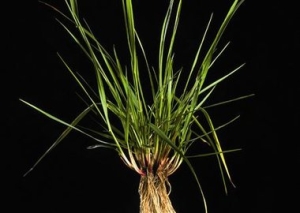 Tall Fescue