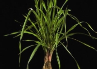 Bromus