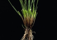 Creeping red fescue