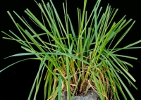 festulolium