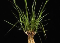 Tall Fescue