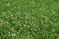 Arrowleaf clover