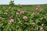 persian clover