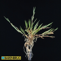 Agrostis Capiliaris 
