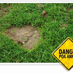 Bare_patches_Poa_annua_01.jpg