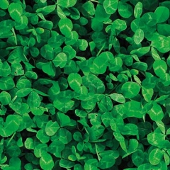 Header Lawn Clover