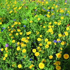 Bloemen