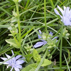 header botanische samenstelling